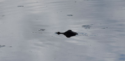 baby caiman at J's Lake