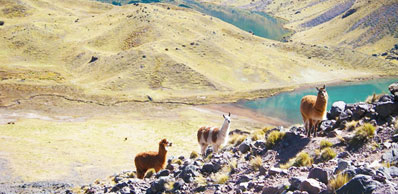 Alpackas sur le Trek de Lares