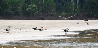 Skimmer Beach